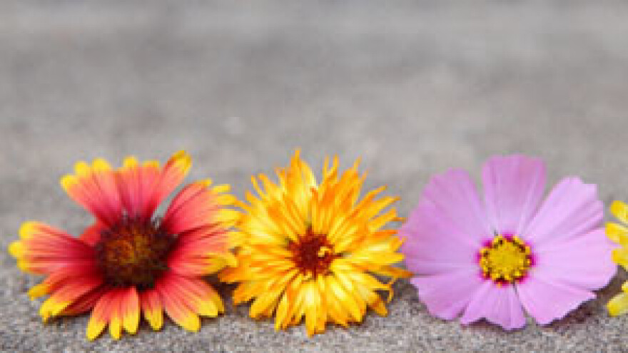 Poljoprivredna komora alat poljoprivrednih udruga