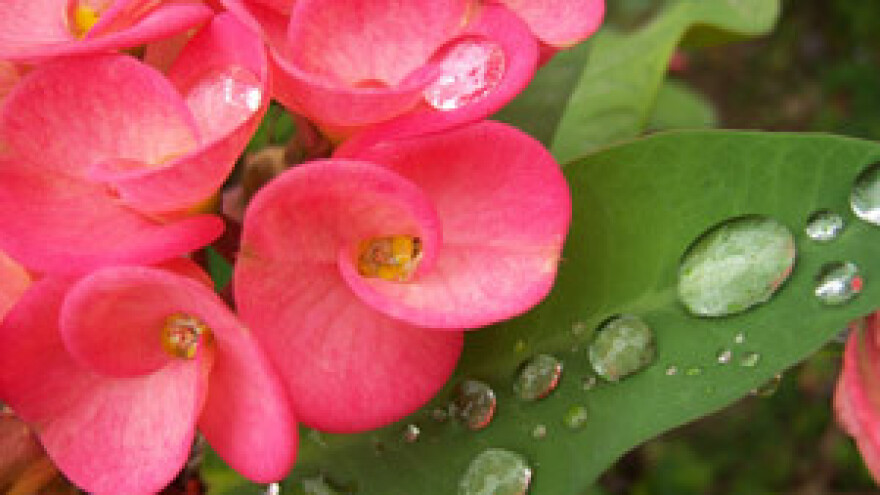 Umag floria - sajam cvijeća