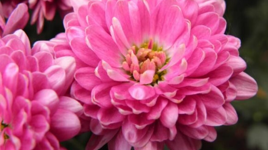 Održana skupština Udruge cvjećara ludbreške regije