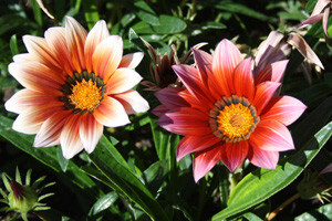 Održana Flora Centrum Mundi