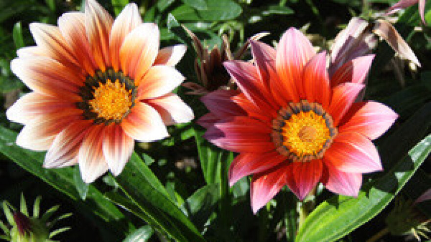 Održana Flora Centrum Mundi