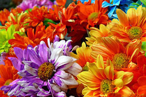 Flora Centrum Mundi 2012.
