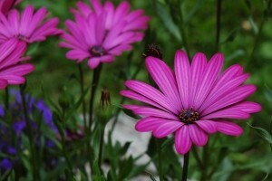 48. Međunarodna vrtna izložba Floraart