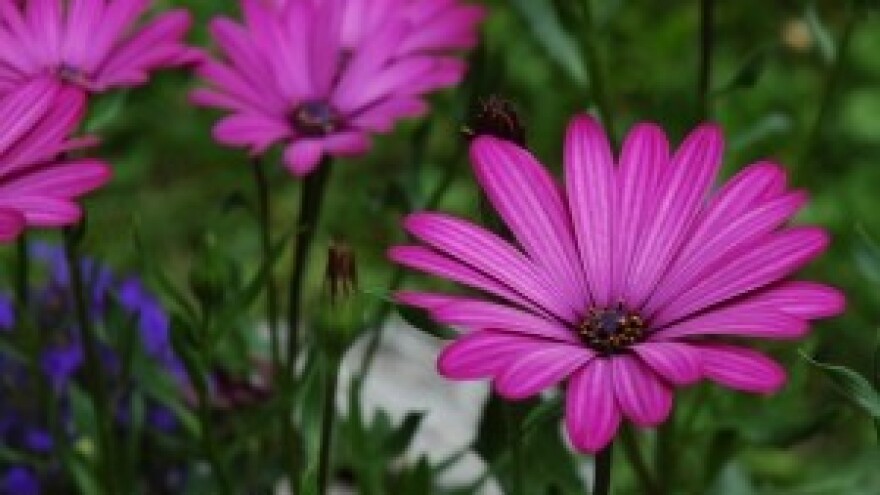 48. Međunarodna vrtna izložba Floraart