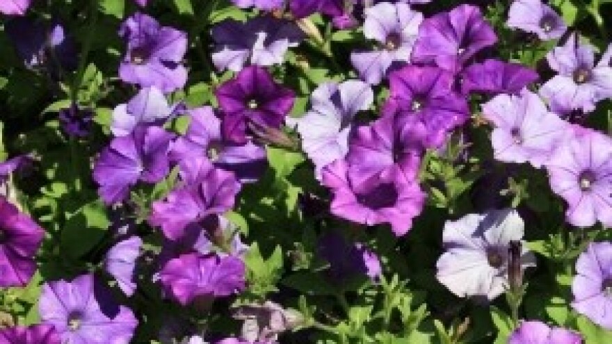 Festival cvijeća u Delnicama