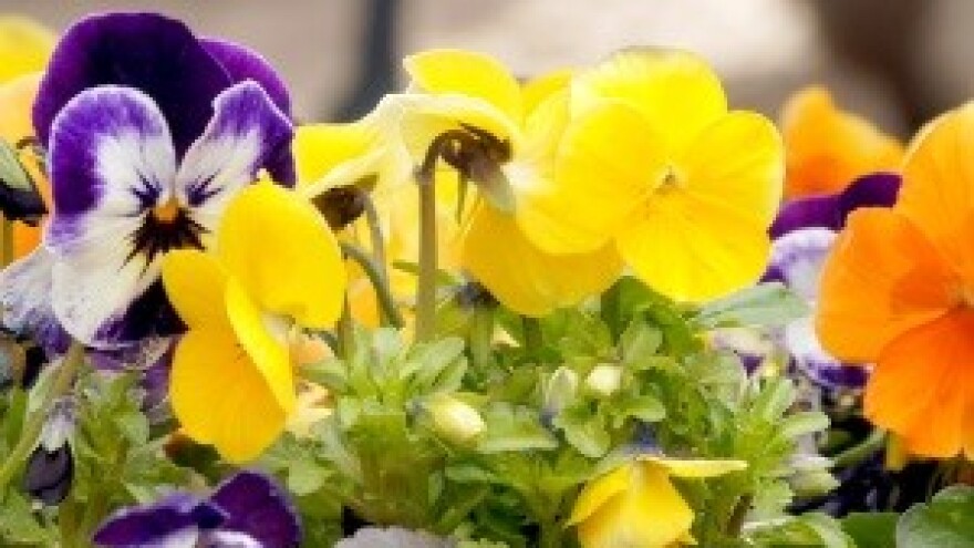 Međunarodna izložba cvijeća u Varaždinu