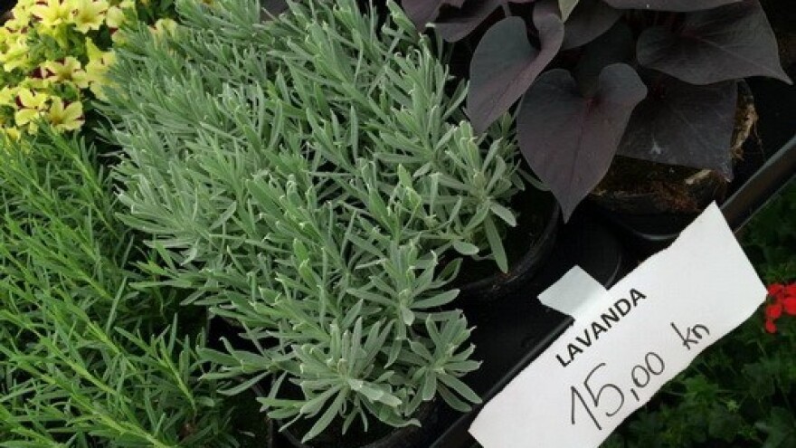 Travanj u znaku cvijeća u Sv. Filipu i Jakovu!