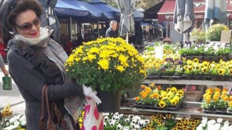 Cvjetna rapsodija na tisuću kvadrata plastenika