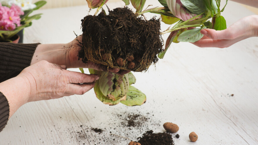 Gljivične bolesti cvijeća u zatvorenom prostoru
