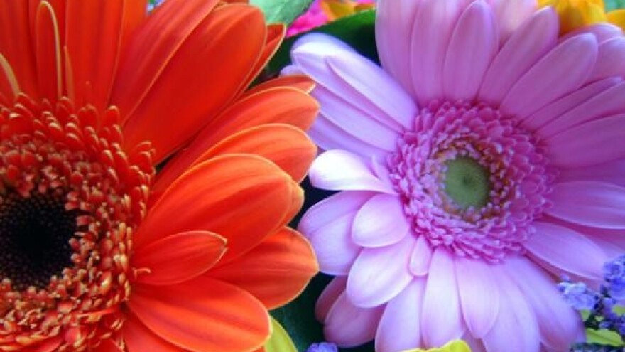 Učenici uzgajaju cvijeće