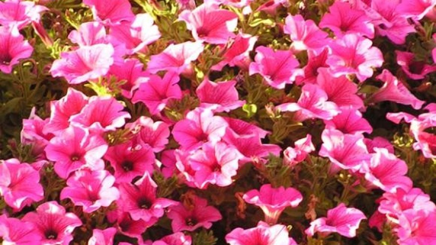 Čobanković otvara obnovljeni Hrvatski veterinarski institut