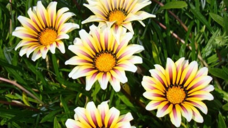 Otvoren 3. Festival cvijeća