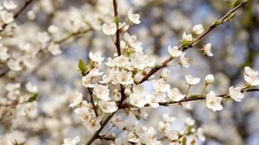 Bolesti sušenja cvjetova i grančica na voćkama