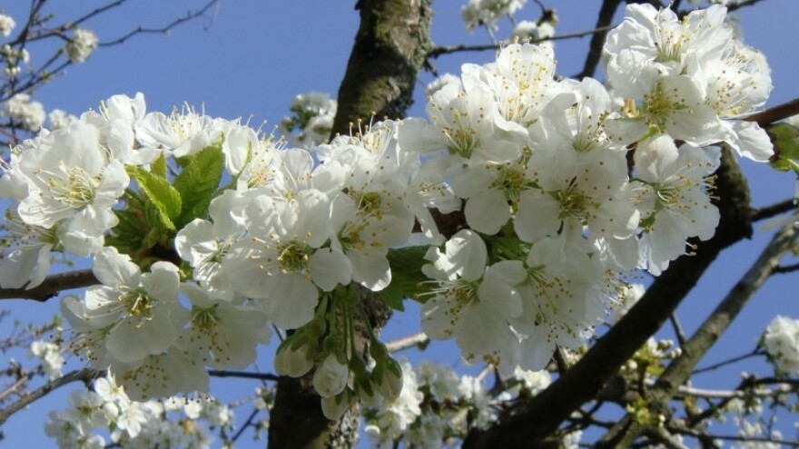 Zaštitite koštičave voćke od sušenja cvjetova