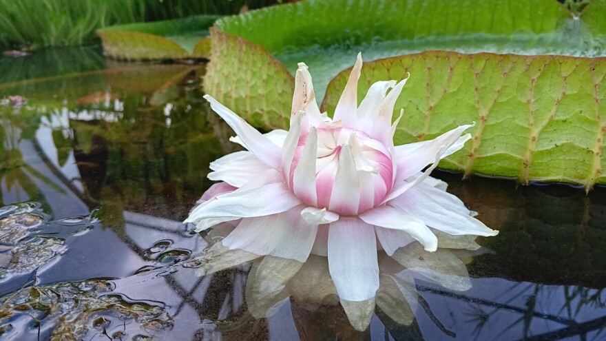 Botaničko čudo u Vodnjanu! Procvjetao divovski tropski lopoč - Victoria cruziana