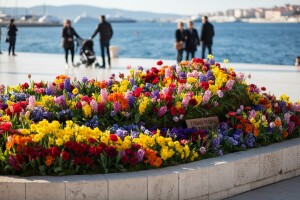 Cvijet Zadra i ove godine na zadarskoj rivi