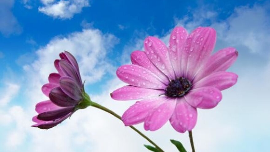 Zeleni cvijet za najuređenije mjesto