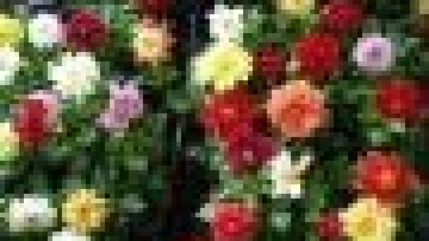 Održana 13. međunarodna izložba i sajam cvijeća u Ludbregu