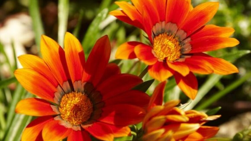 Bespovratan novac za poljoprivredu, ruralni razvitak i šumarstvo