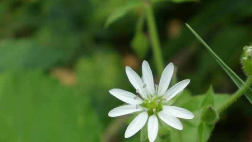 Projekt Hrvatske gospodarske komore