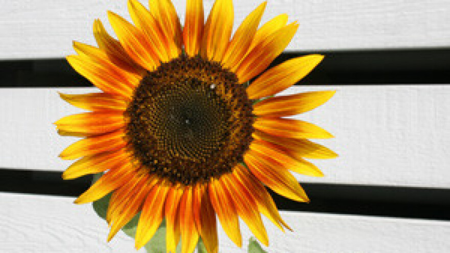 Status i uloga žene u ruralnim područjima