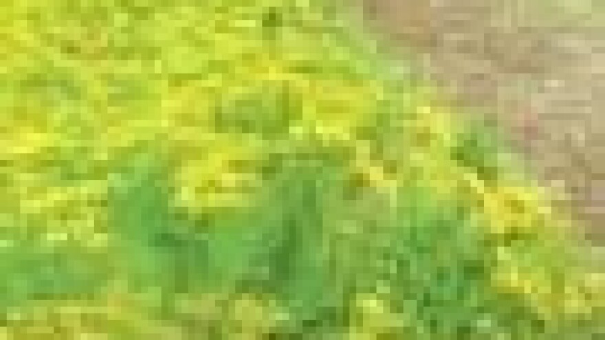 Zasnivanje cvjetnih pojaseva na oranicama