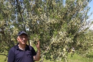 Cvijet laže, a list točno kaže zašto maslina ne rađa