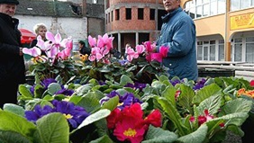 Brodske cvjećare više od recesije brine konkurencija iz uvoza