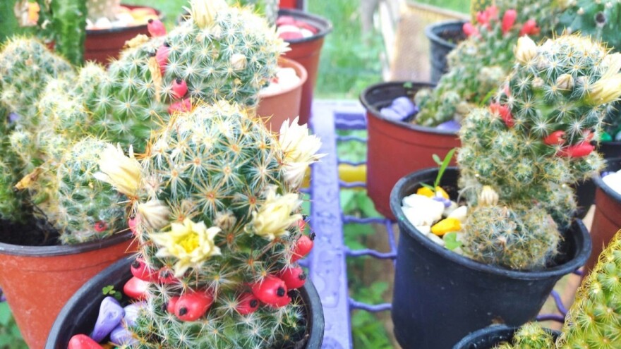 Prijave u toku: Prvi "Jesenji festival cvijeća i plodova" u Banjoj Luci