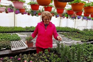 Ajša Konjević krenula od muškatlija, a sada ima i rajske palme koje uzgaja iz sjemena
