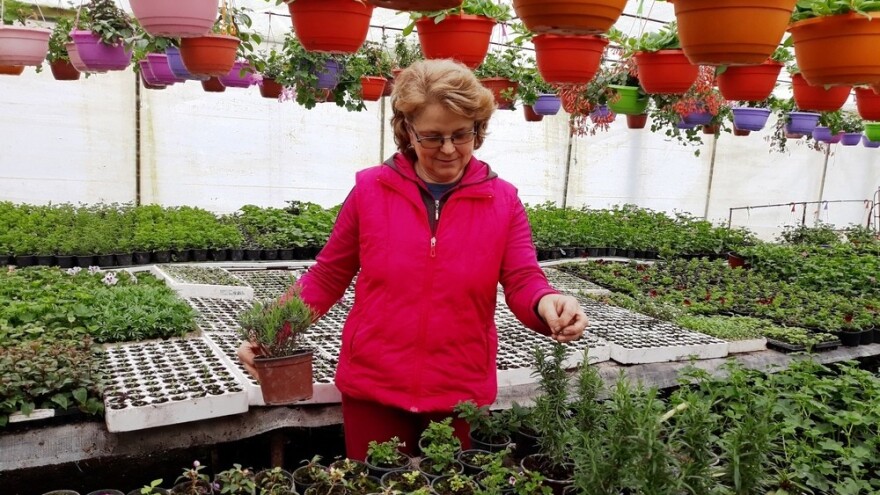 Ajša Konjević krenula od muškatlija, a sada ima i rajske palme koje uzgaja iz sjemena