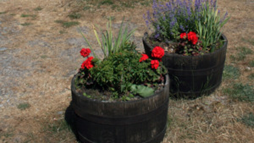 Pustara Višnjica najljepše slavonsko izletište