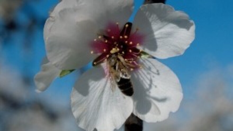 Pripremite se za cvatnju koštičavog voća