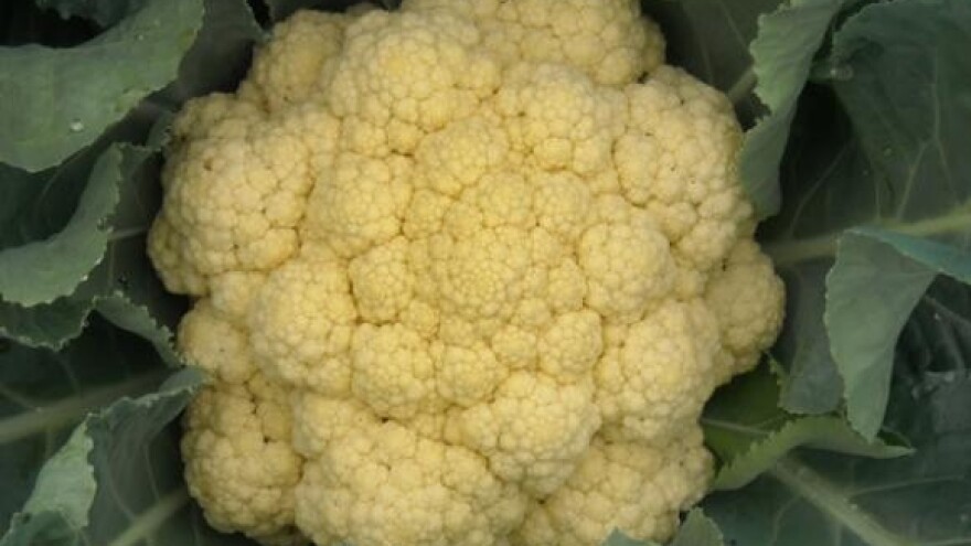 Nova bolest cvjetače