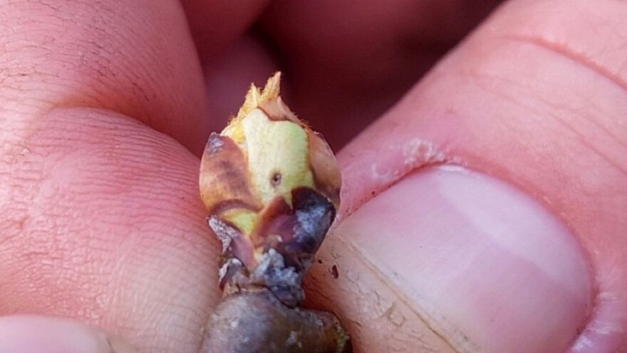 Kruškin cvjetar javlja se u jesen. Sada primijenite mjere zaštite