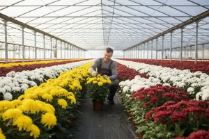 Cvjetna rapsodija na tisuću kvadrata plastenika