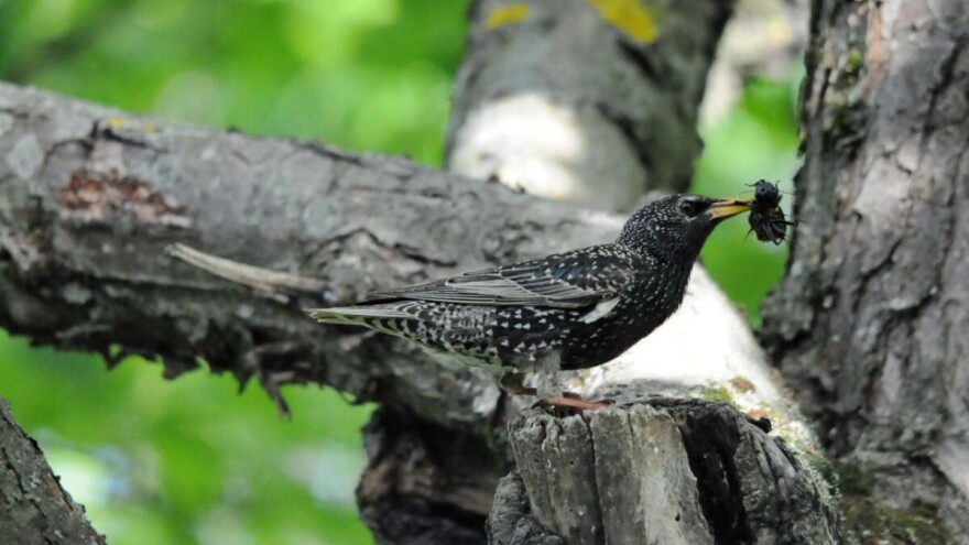 Kako privući ptice i učiniti ih saveznicima u poljoprivredi?