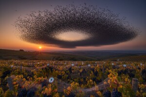 Čvorci nad vinogradima