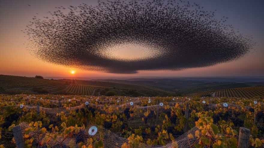 Čvorci nad vinogradima