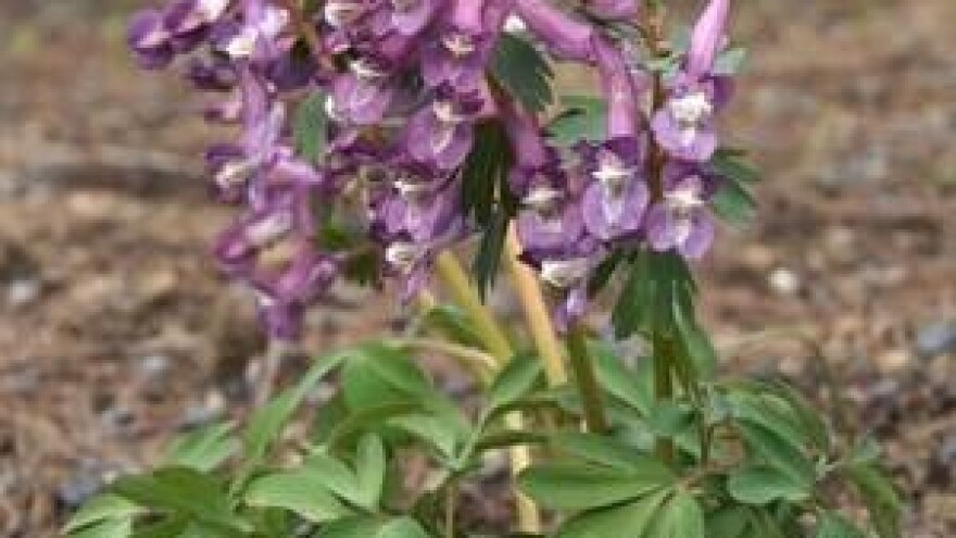 Šupaljke u etnomedicini i znanosti