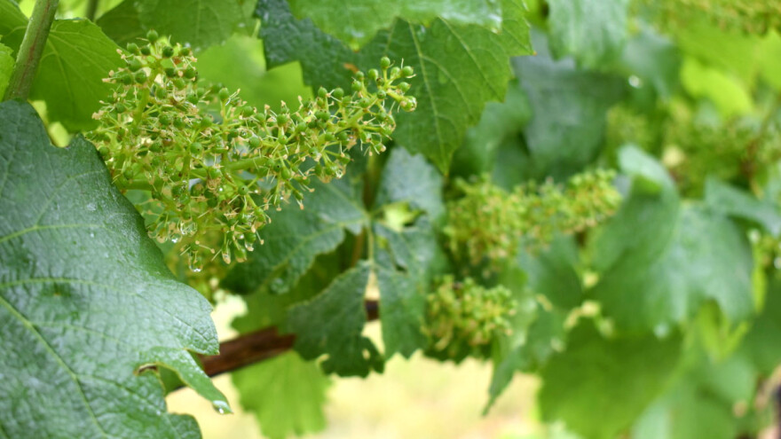 Kojim agrotehničkim merama ublažiti posledice klimatskih promena?