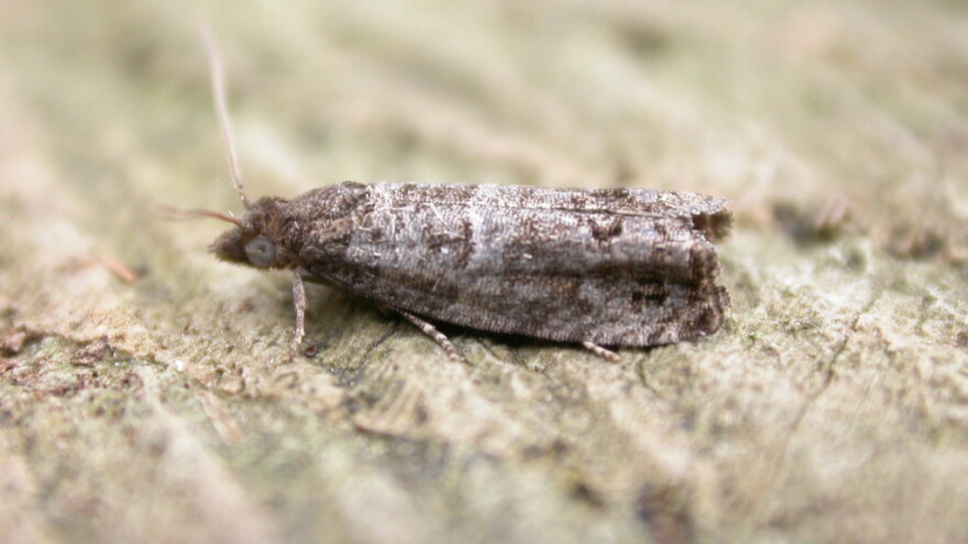 Šljivin smotavac pravi velike ekonomske štete na plodovima