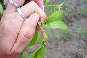 Breskvin smotavac: Praćenje pomoću suma temperatura i suzbijanje