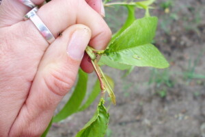 Breskvin savijač: Praćenje pomoću suma temperatura i suzbijanje