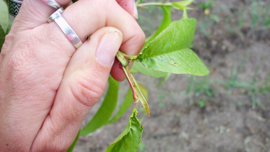 Breskvin smotavac: Praćenje pomoću suma temperatura i suzbijanje