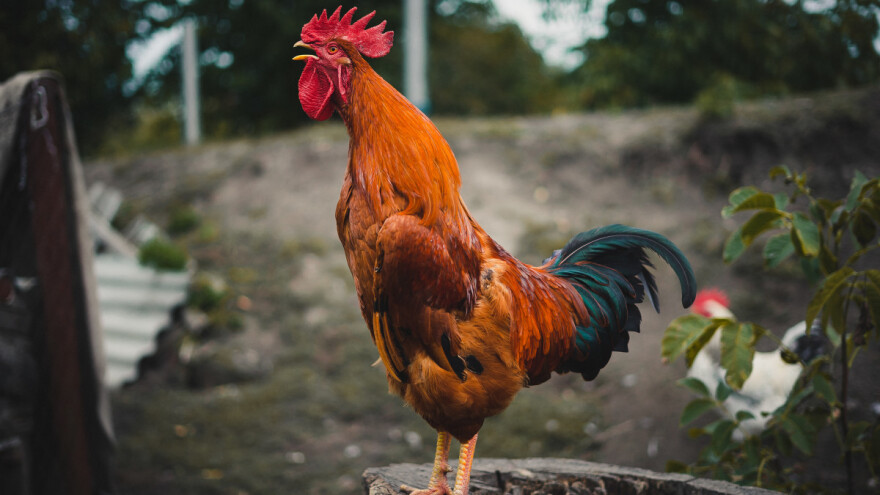 Zbog glasnog petla intervencija policije - komšije nisu mogle da spavaju