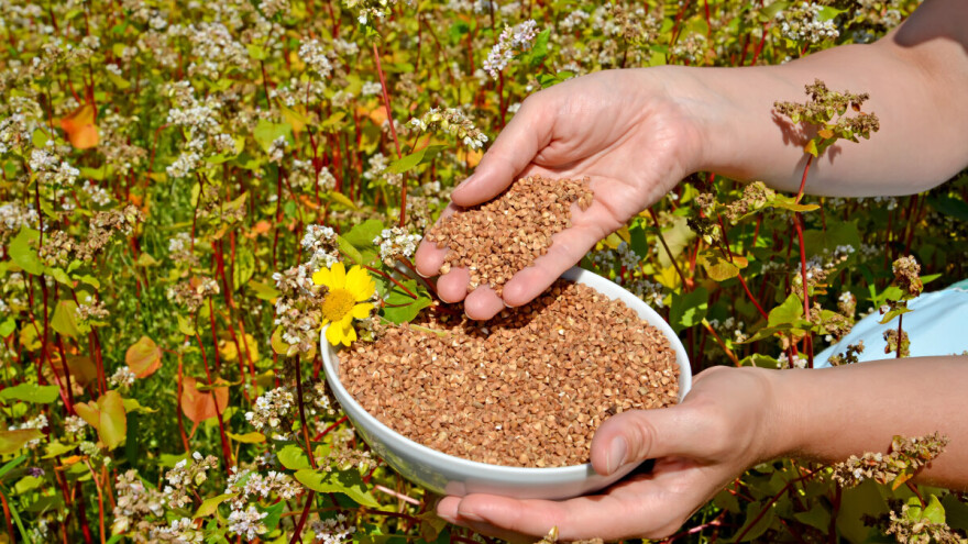 TOP 15 zanimljivosti o heljdi