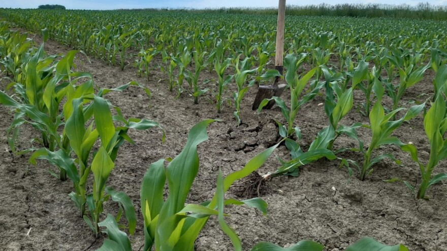 Startna gnojidba kao dio formule za veći prinos kukuruza i ostalih ratarskih kultura