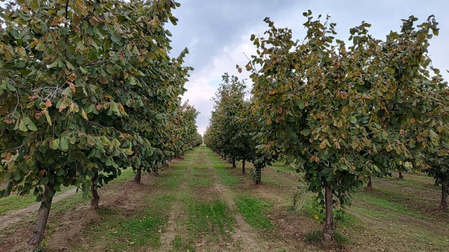 Ne preskačite jesenji tretman bakrom u zasadima lijeske: Kada ga obaviti?