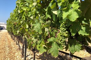 APPRRR: Produžen rok za podnošenje prijava za restrukturiranje i konverziju vinograda